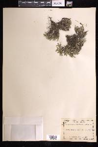 Selaginella rupestris image