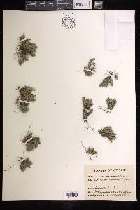 Selaginella rupestris image