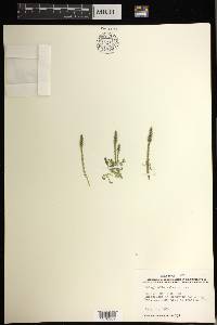 Selaginella selaginoides image