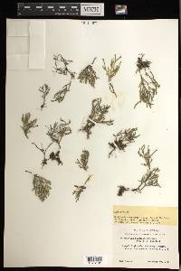 Selaginella bigelovii image