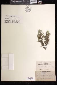 Selaginella rupestris image