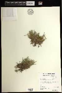 Selaginella rupestris image