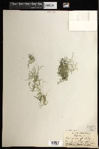 Selaginella apoda image