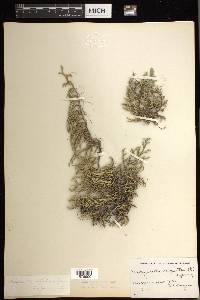 Selaginella rupestris image