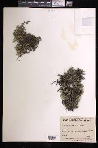 Selaginella rupestris image