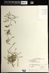 Selaginella selaginoides image