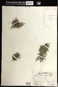 Selaginella densa image