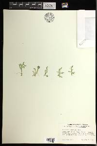 Selaginella apoda image