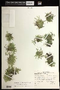 Selaginella eclipes image