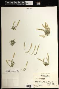 Selaginella selaginoides image