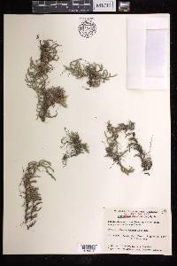 Selaginella rupestris image