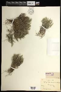 Selaginella arenicola image