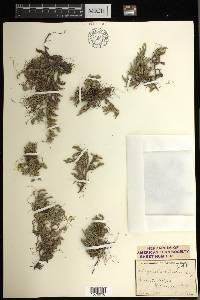 Selaginella rupestris image