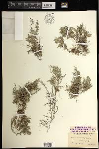 Selaginella rupincola image