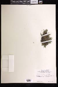 Selaginella rupestris image