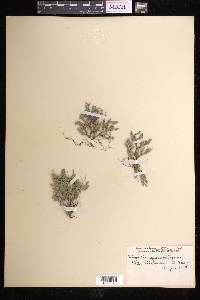 Selaginella rupestris image