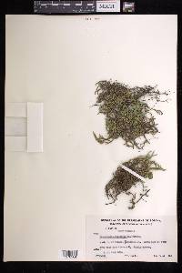 Selaginella rupestris image