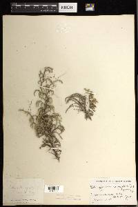 Selaginella rupestris image