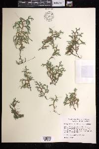 Selaginella rupestris image