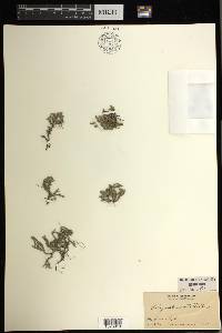 Selaginella rupestris image