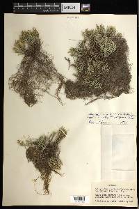 Selaginella arenicola image