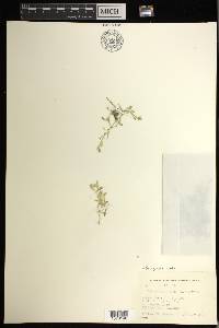 Selaginella apoda image