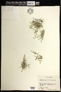 Selaginella apoda image