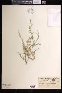 Selaginella oregana image