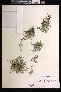 Selaginella rupestris image