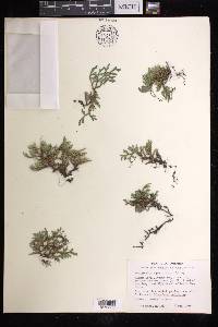 Selaginella rupestris image