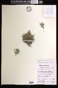 Selaginella rupestris image