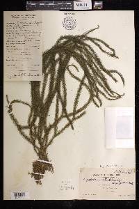 Phlegmariurus filiformis image