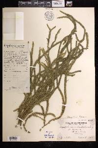 Phlegmariurus filiformis image