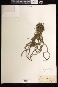 Phlegmariurus filiformis image