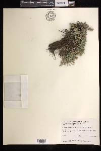 Selaginella wallacei image