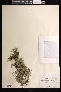 Selaginella wrightii image