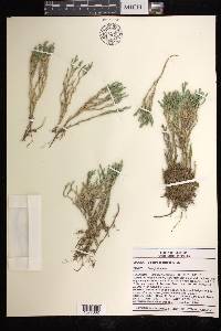 Selaginella tortipila image