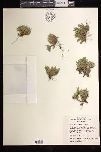 Selaginella watsonii image