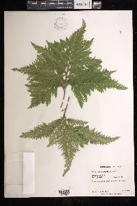 Selaginella umbrosa image