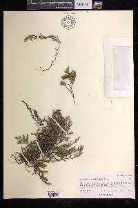 Selaginella weatherbiana image