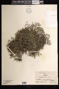 Selaginella wallacei image