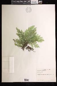 Selaginella pallescens image