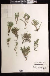 Selaginella tortipila image