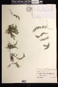 Selaginella wallacei image