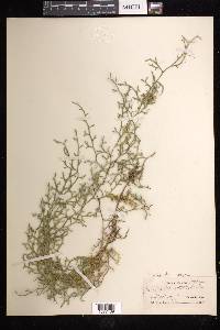 Selaginella oregana image