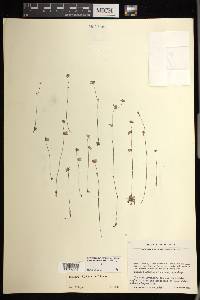 Utricularia livida image