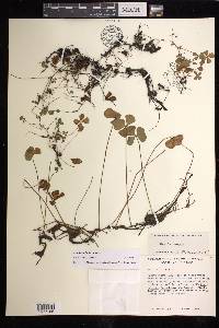 Marsilea vestita subsp. vestita image