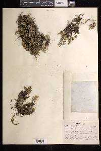 Selaginella weatherbiana image