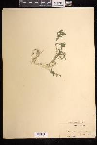 Selaginella ornithopodioides image