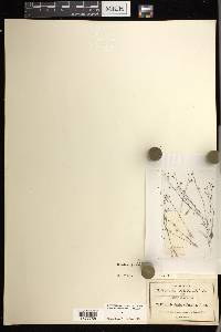 Utricularia pusilla image